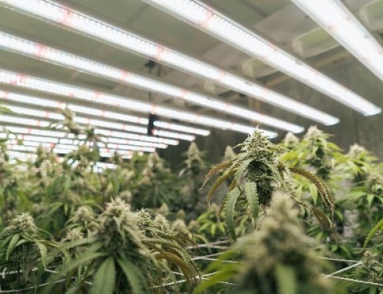 grow lighting