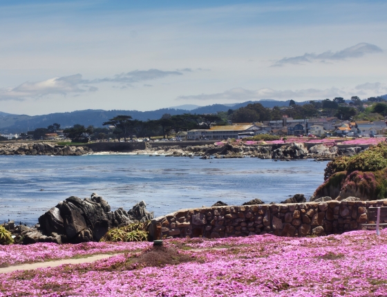 image of coastline of Pacific Grove, CA