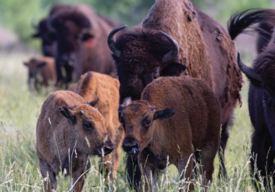 bison in field