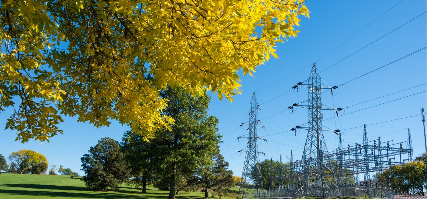 yellow tree and electric wires