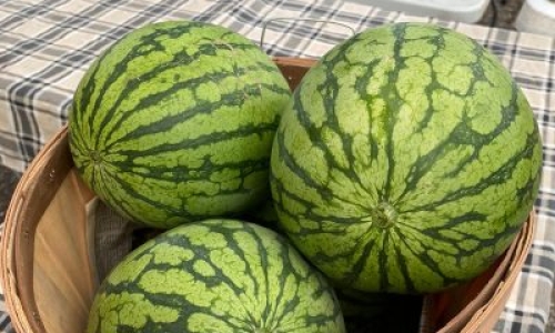 watermelons in basket