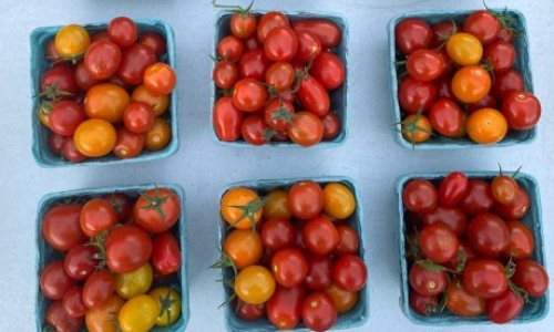 tomatoes in baskets